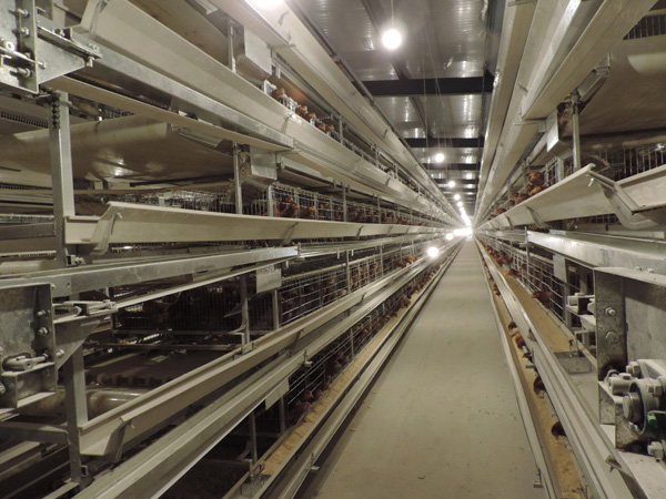 層疊式蛋雞籠養(yǎng)養(yǎng)雞設(shè)備